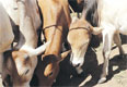 How ministry officials gave cattle thieves licence to kill